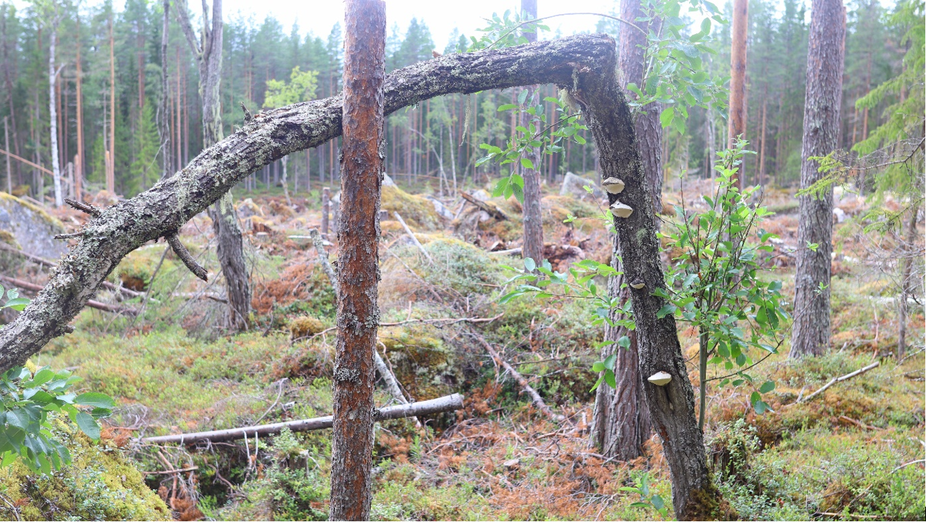 Stora Enso hakannut suojeltujen lajien metsän Ruotsissa