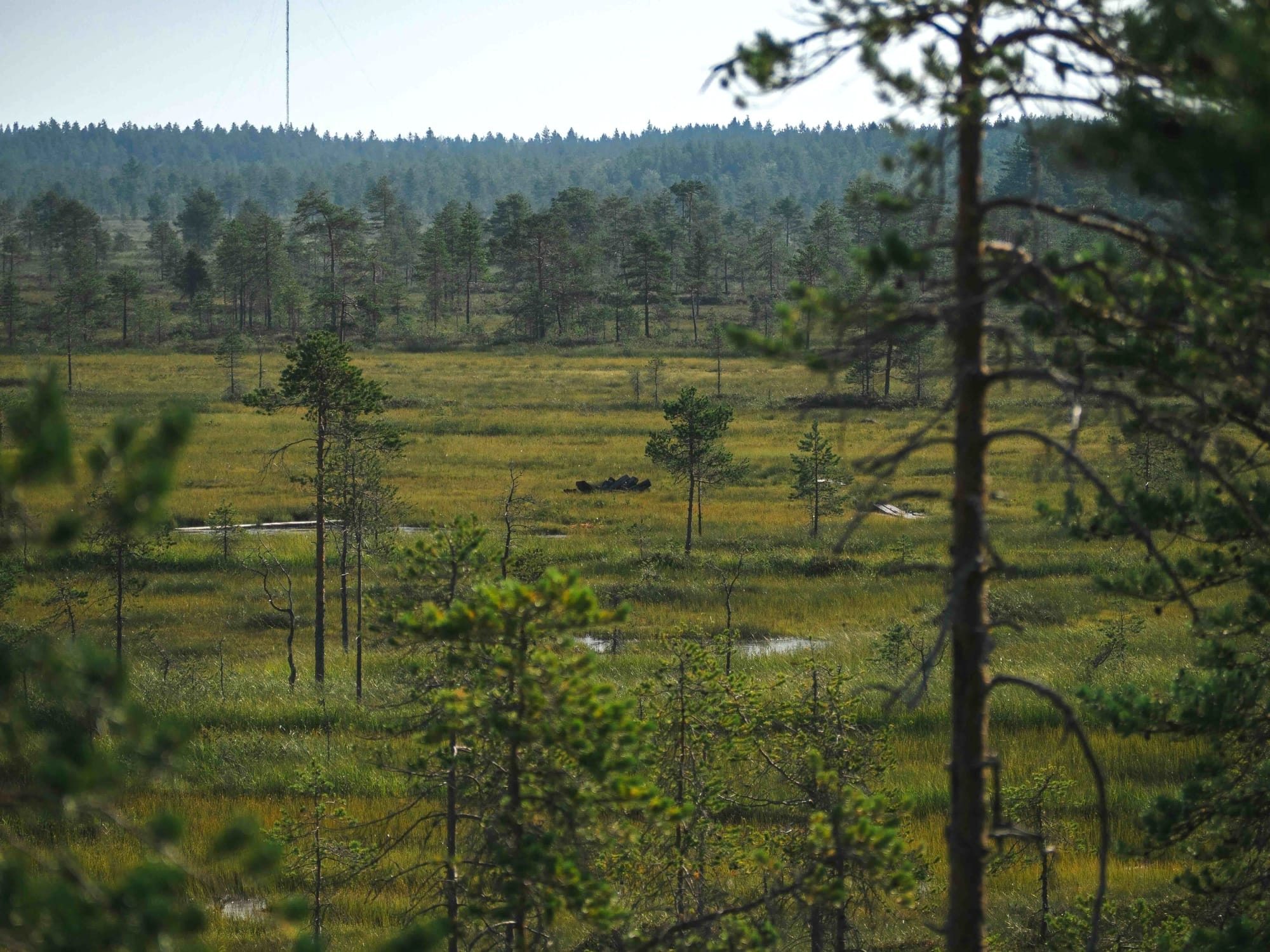 Making carbon sequestration pay: Finland’s key to ecosystem protection