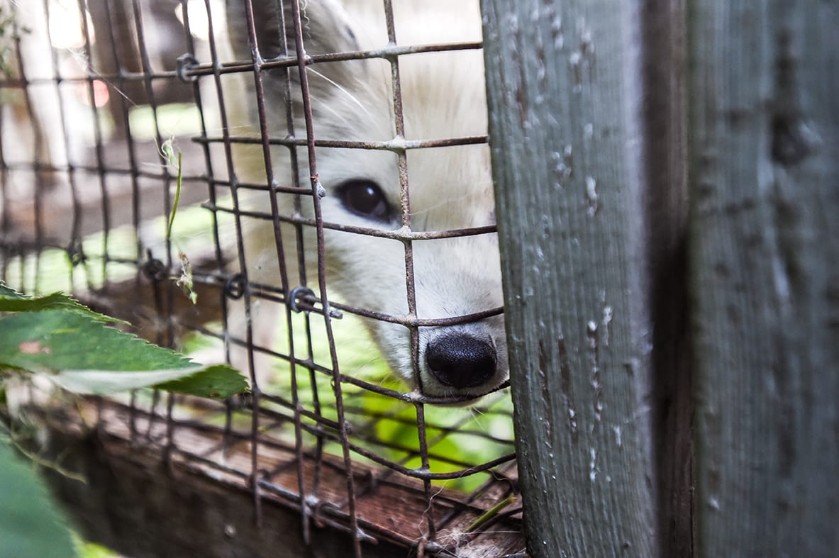 Animalia: Uusi turkisasetus jatkaa eläinten kärsimystä