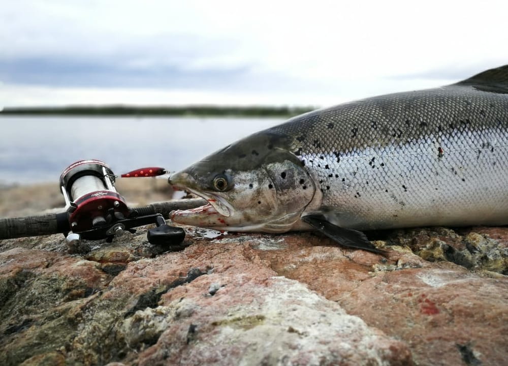 Pohjoisen lohi tarvitsee lisää kalastusrajoituksia, tehostettua valvontaa ja kunnolliset kalatiet post image