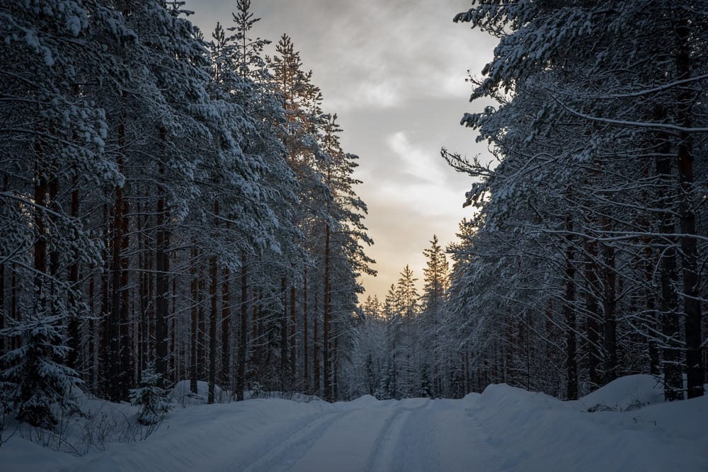 Pohjoisen sellutehdashankkeet huonontavat ympäristön tilaa: Kemera-tuilla rakennetaan metsäteitä ja ojitetaan soita post image