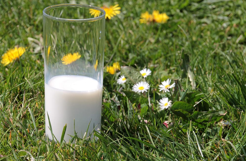 Kirja maidosta on ihmiskeskeinen ja pitää lehmän osaa maitokoneena luonnollisena post image