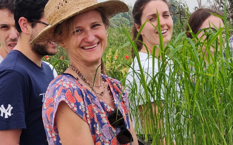 Milanon yliopiston geenimuunneltu riisiviljelmä tuhottu post image