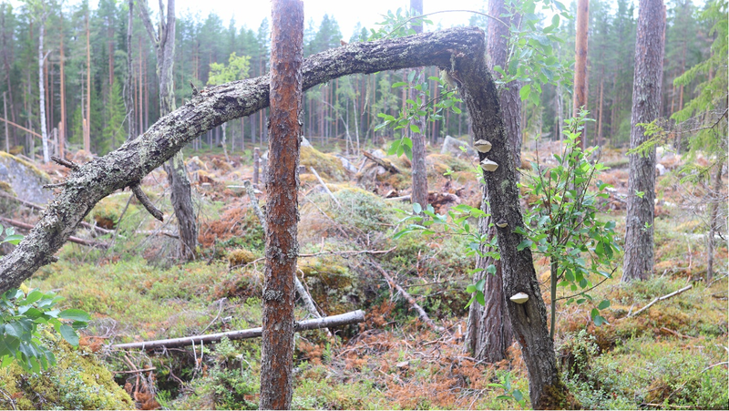 Stora Enso hakannut suojeltujen lajien metsän Ruotsissa post image