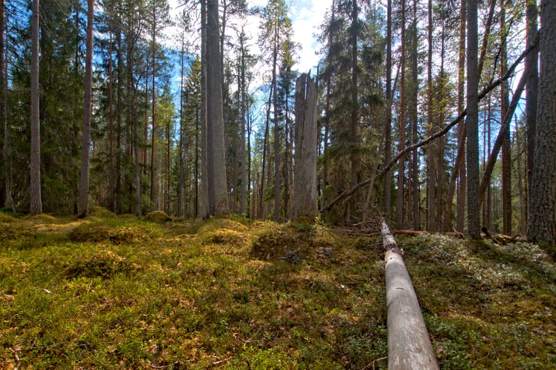 Uusi opas tarjoaa kunnille keinoja vahvistaa hiilinieluja ja vähentää päästöjä maankäyttösektorilla post image