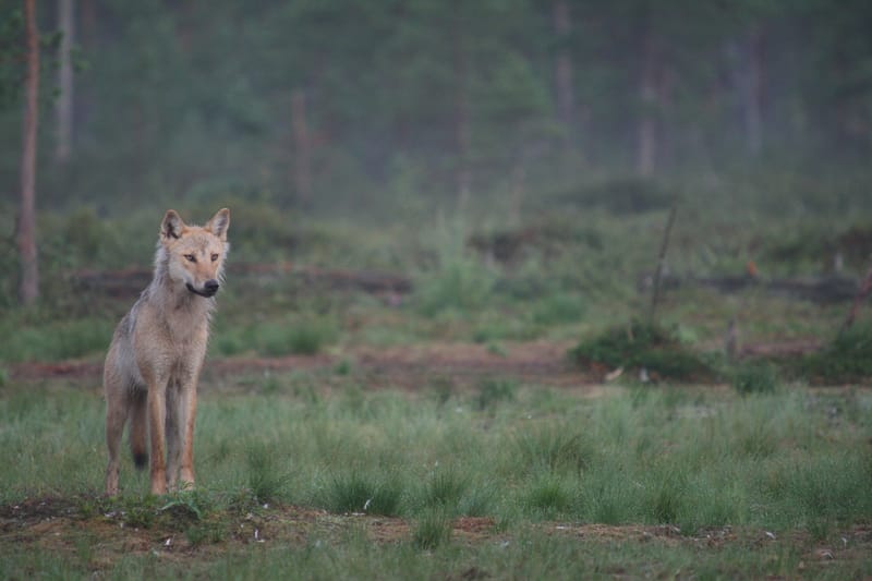 Väitös: Koiravahinkojen vähentäminen ratkaisevassa roolissa, jos susikantaa halutaan elvyttää post image