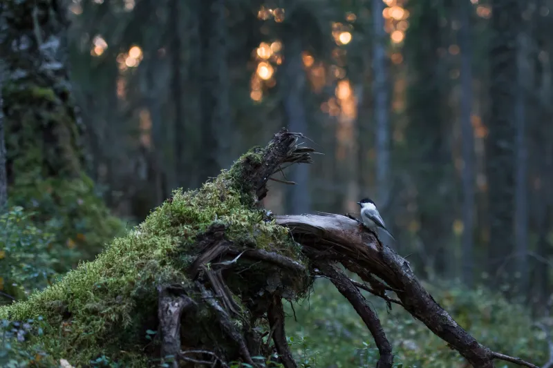 SLL: vanhat metsät uhkaavat jäädä metsätalouden armoille post image