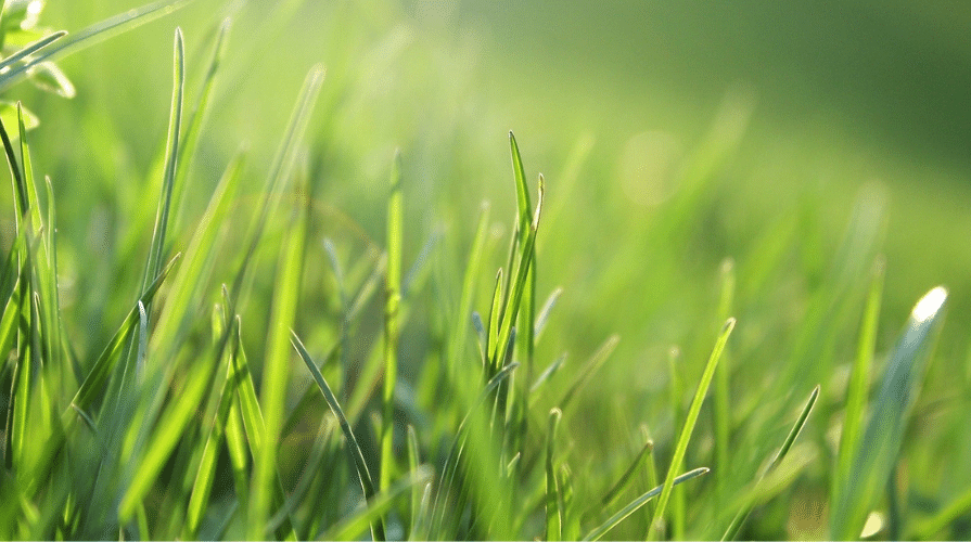 Viljelijöille on tulossa uusi kannustin pellon fosforitason alentamiseen post image