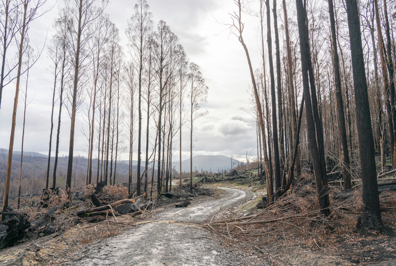 Commission is watering down deforestation law post image