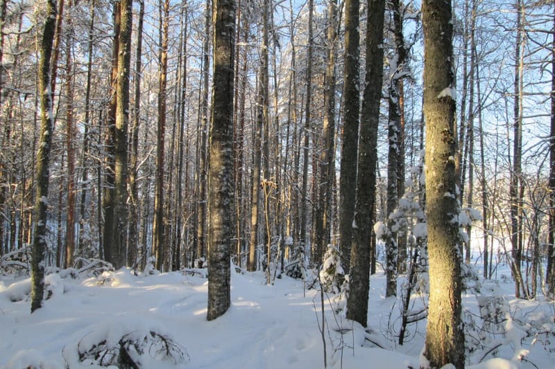Naapurit hälyttivät, Luonnonperintösäätiö keräsi rahaa ja metsä säästyi hakkuilta Pohjois-Karjalassa post image