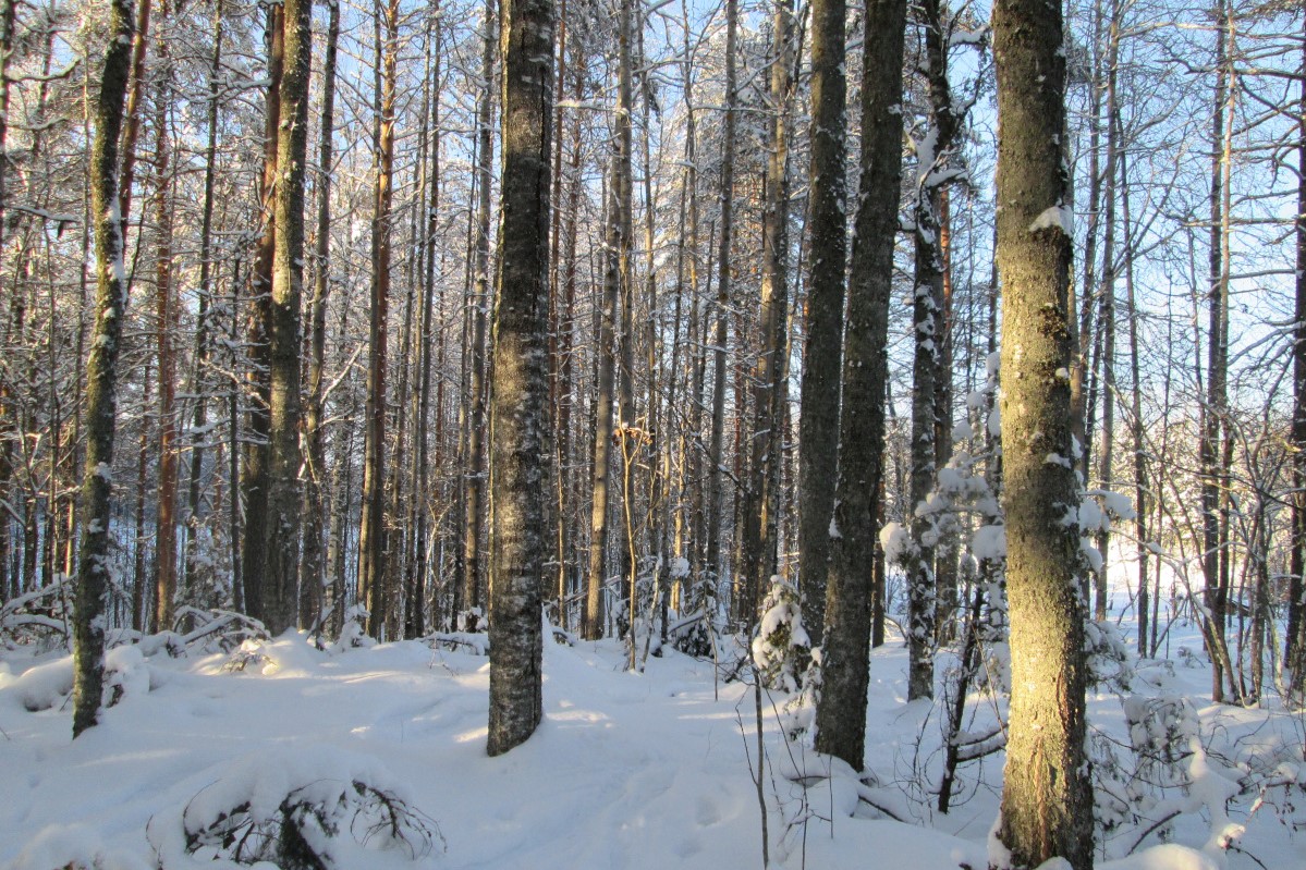 Naapurit hälyttivät, Luonnonperintösäätiö keräsi rahaa ja metsä säästyi hakkuilta Pohjois-Karjalassa
