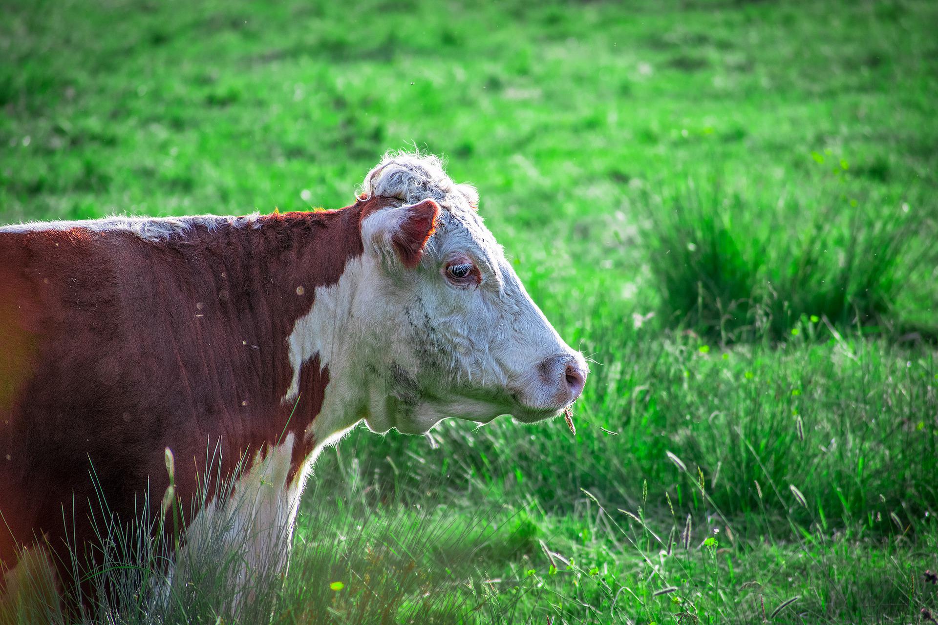 Nurmiviljely – maaperälle hyväksi, mutta murheena ovat eläintuotannon päästöt
