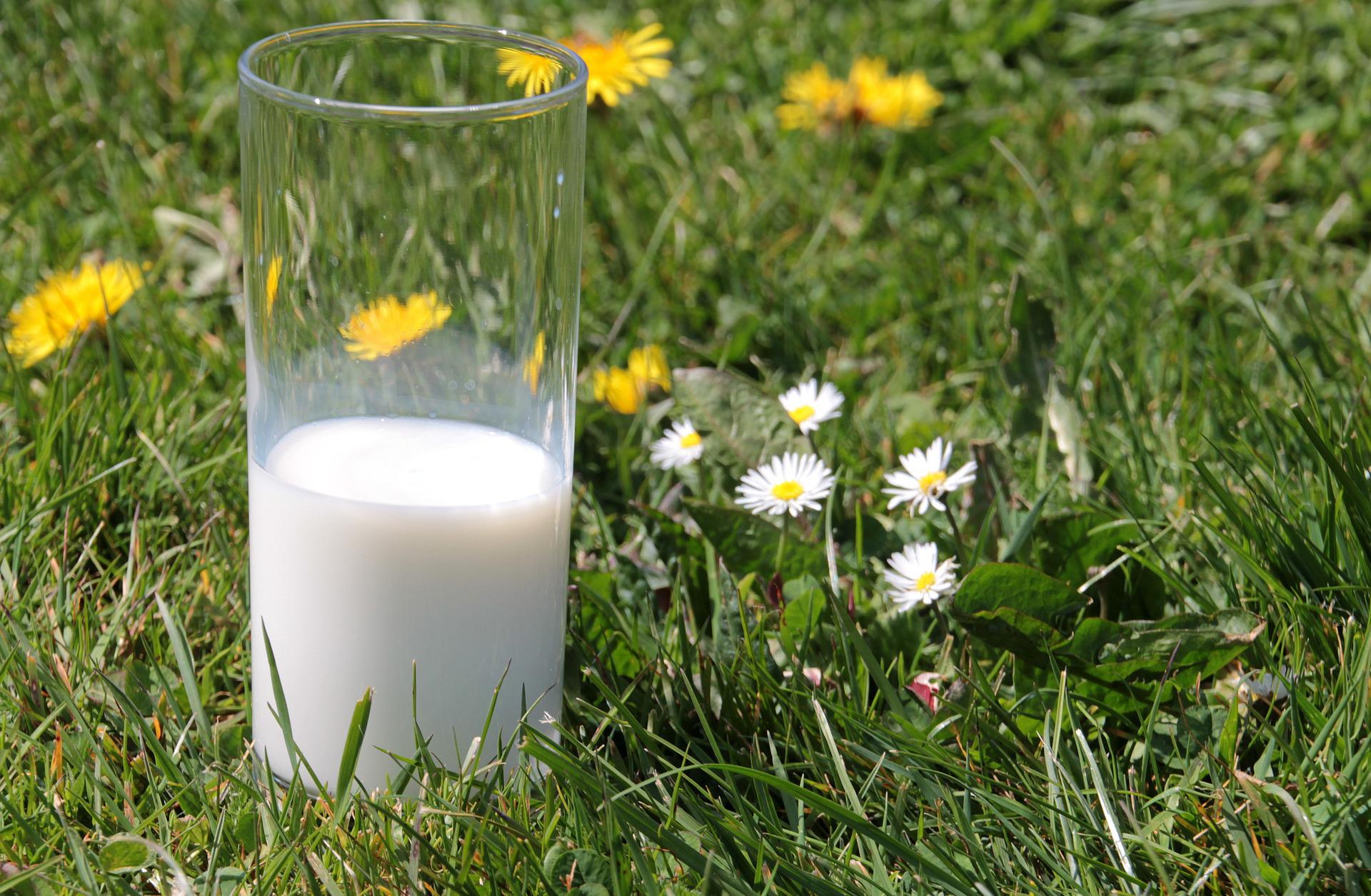 Kirja maidosta on ihmiskeskeinen ja pitää lehmän osaa maitokoneena luonnollisena