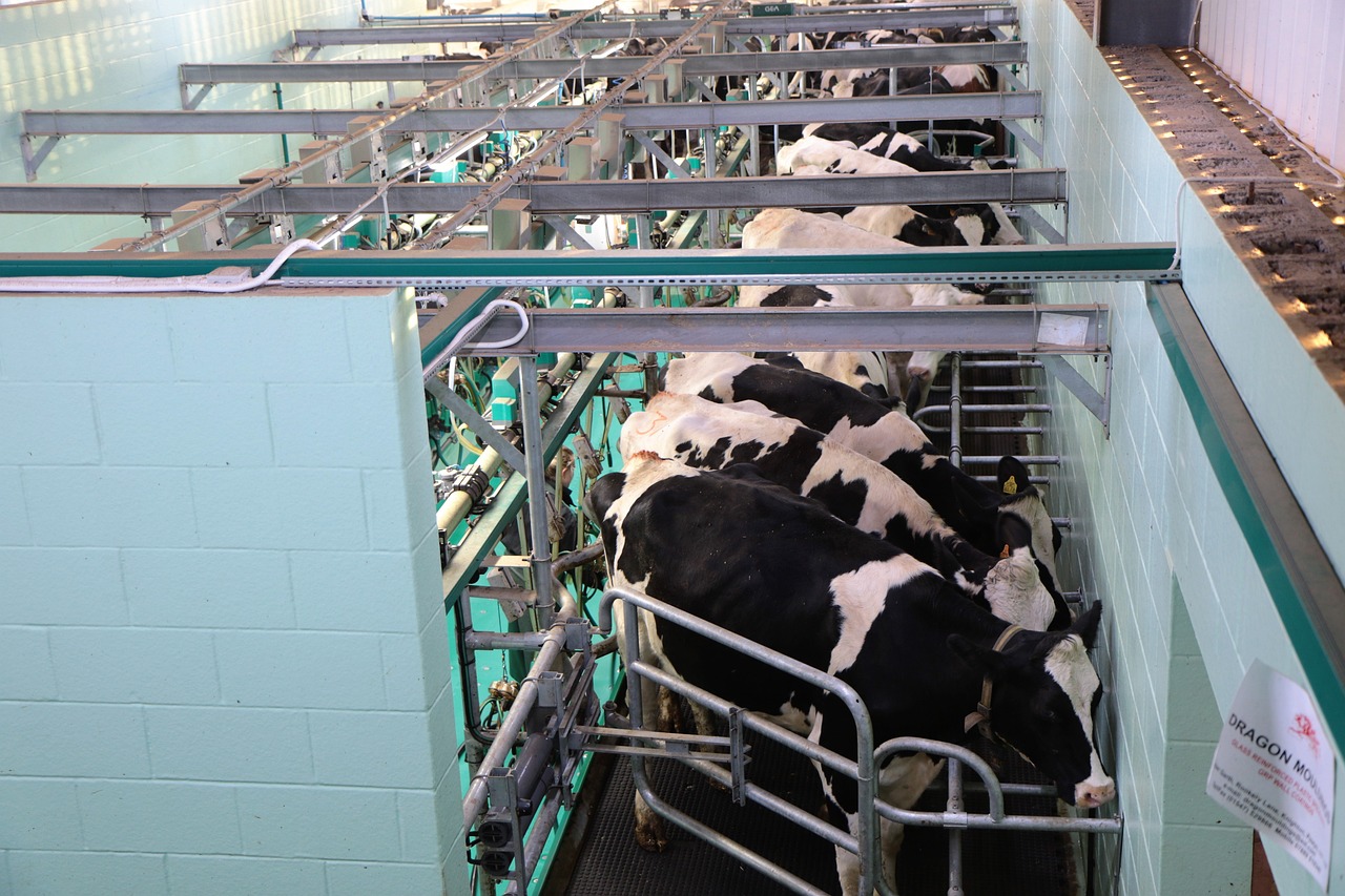 Häämöttääkö nautatalouden loppu? Mikrobiologisen maidontuotannon käännekohta ehkä jo ensi vuonna